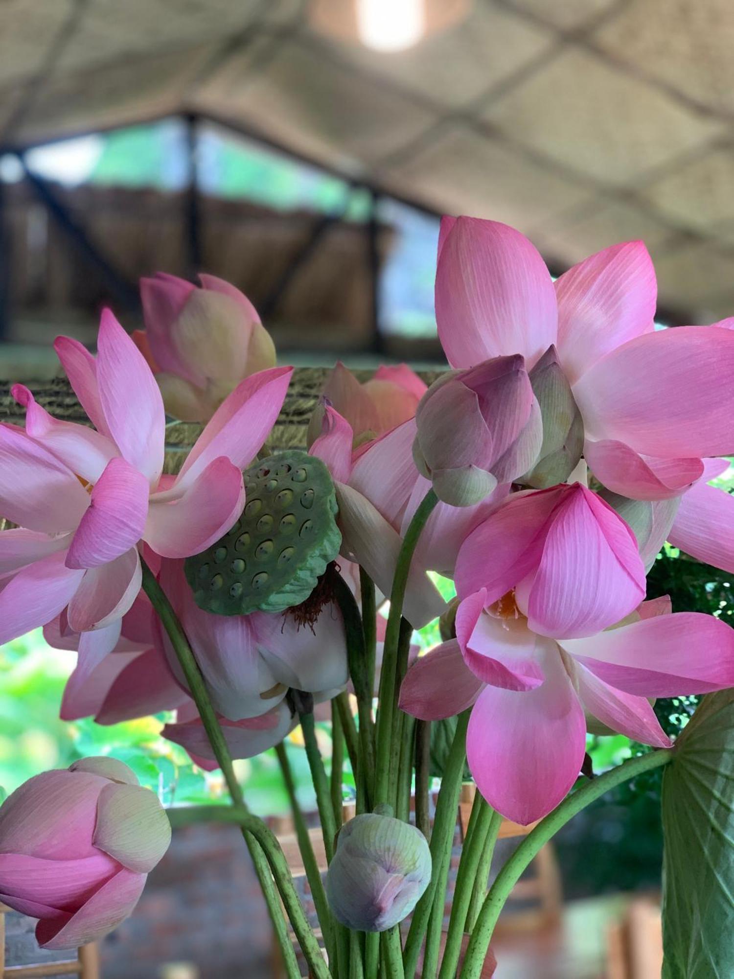 Peaceful Refuge Homestay ニンビン エクステリア 写真